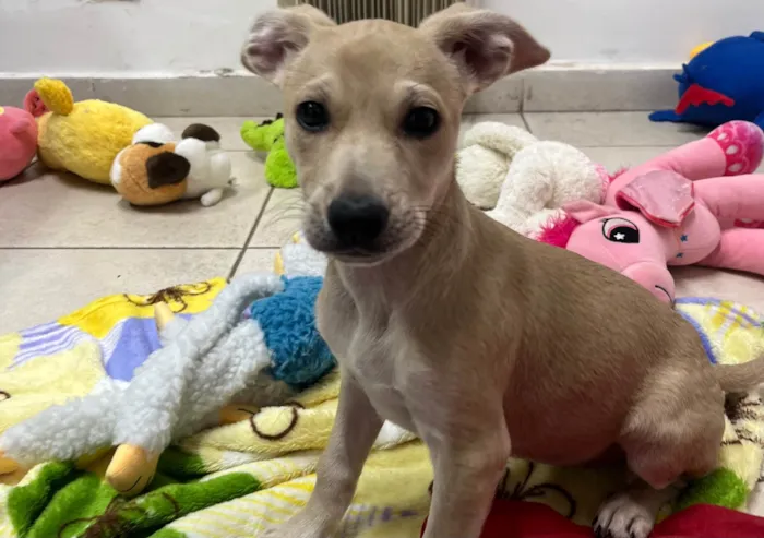 Cachorro raça SRD-ViraLata idade 2 a 6 meses nome Sem Nome 