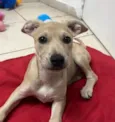 Cachorro raça SRD-ViraLata idade 2 a 6 meses nome Sem Nome 