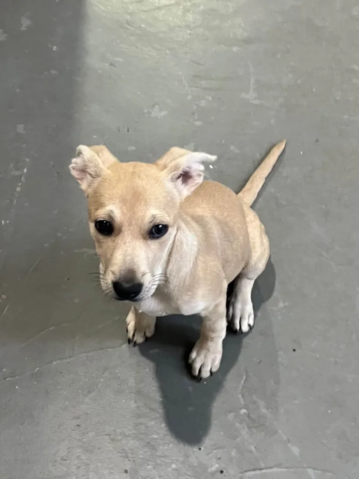 Cachorro raça SRD-ViraLata idade 2 a 6 meses nome Sem Nome 