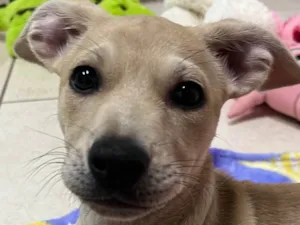 Cachorro raça SRD-ViraLata idade 2 a 6 meses nome Sem Nome 