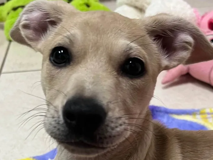 Cachorro raça SRD-ViraLata idade 2 a 6 meses nome Sem Nome 
