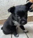 Cachorro raça SRD-ViraLata idade Abaixo de 2 meses nome Bonno