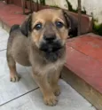 Cachorro raça SRD-ViraLata idade Abaixo de 2 meses nome Bubba