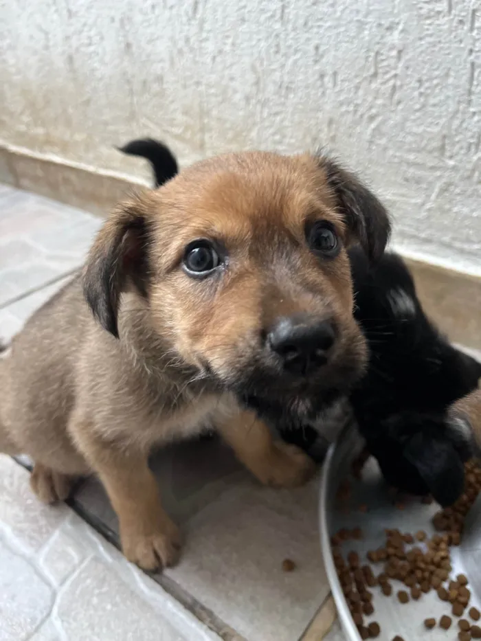 Cachorro raça SRD-ViraLata idade Abaixo de 2 meses nome Bubba