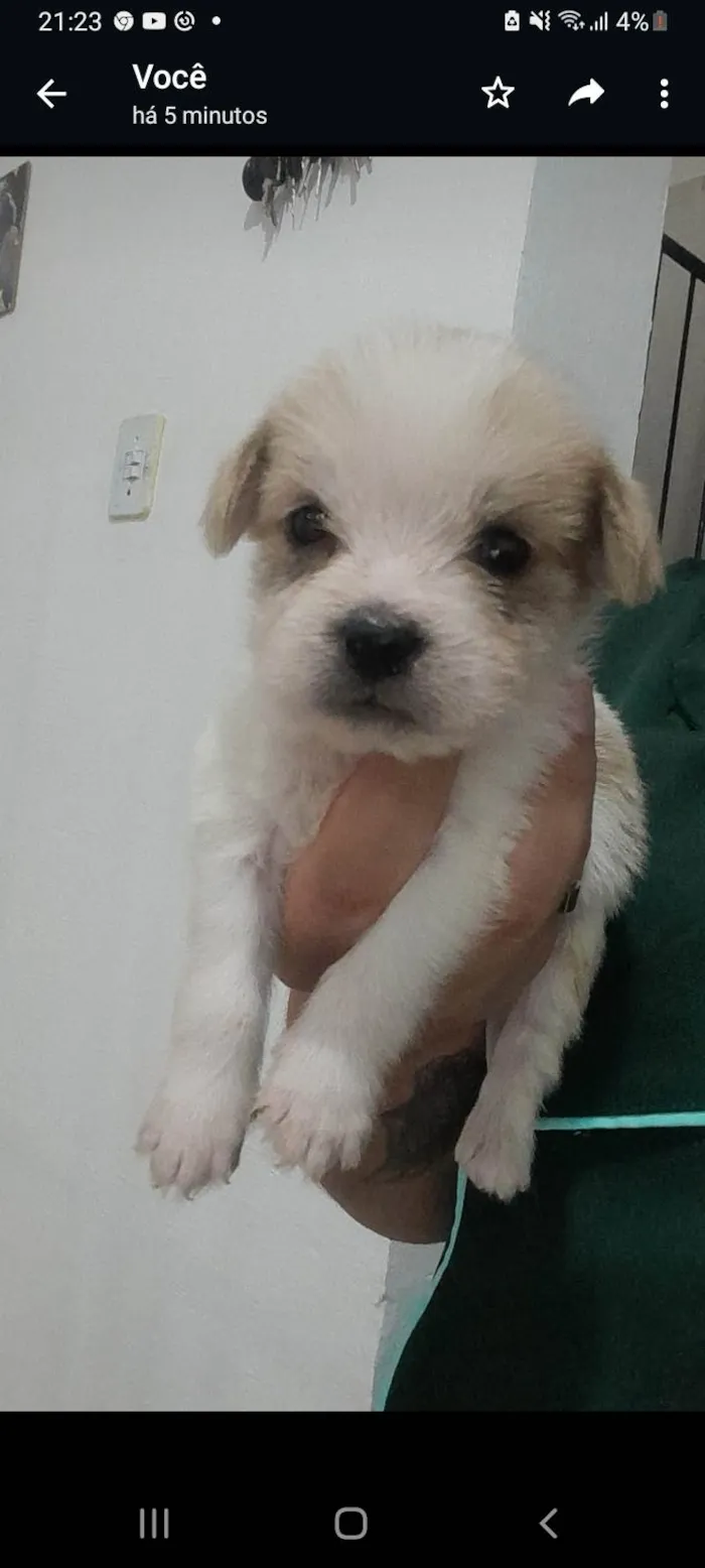 Cachorro ra a SRD-ViraLata  idade Abaixo de 2 meses nome Scoby