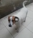 Cachorro raça SRD-ViraLata idade 2 anos nome DON