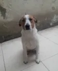 Cachorro raça SRD-ViraLata idade 2 anos nome DON