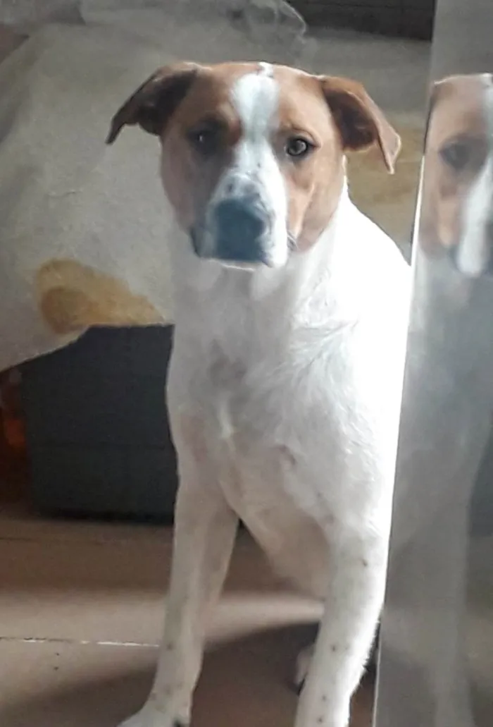 Cachorro raça SRD-ViraLata idade 2 anos nome DON