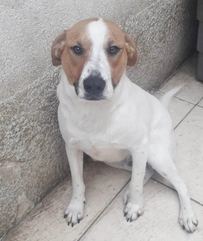 Cachorro raça SRD-ViraLata idade 2 anos nome DON