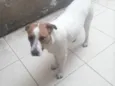 Cachorro raça SRD-ViraLata idade 2 anos nome DON