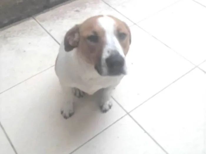 Cachorro raça SRD-ViraLata idade 2 anos nome DON