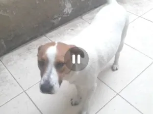 Cachorro raça SRD-ViraLata idade 2 anos nome DON