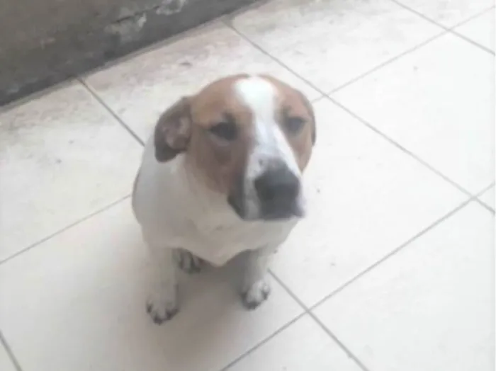 Cachorro raça SRD-ViraLata idade 2 anos nome DON