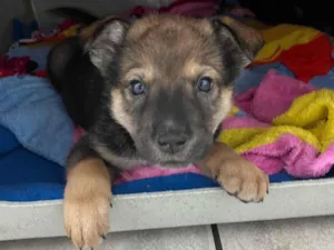 Cachorro raça SRD-ViraLata idade Abaixo de 2 meses nome Billy