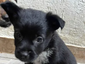 Cachorro raça SRD-ViraLata idade Abaixo de 2 meses nome Bonno