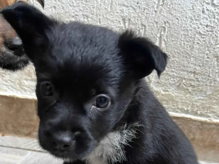 Cachorro raça SRD-ViraLata idade Abaixo de 2 meses nome Bonno