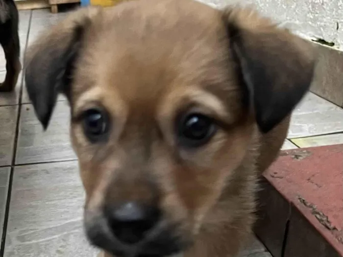 Cachorro raça SRD-ViraLata idade Abaixo de 2 meses nome Bubba