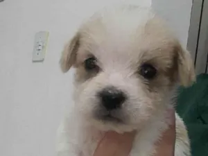 Cachorro raça SRD-ViraLata  idade Abaixo de 2 meses nome Scoby