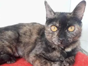 Gato raça SRD-ViraLata idade 1 ano nome BISCUIT