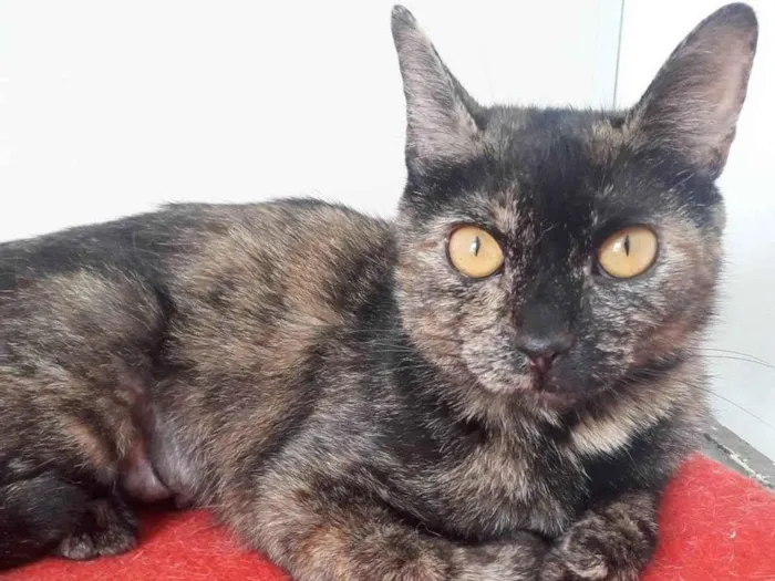 Gato raça SRD-ViraLata idade 1 ano nome BISCUIT