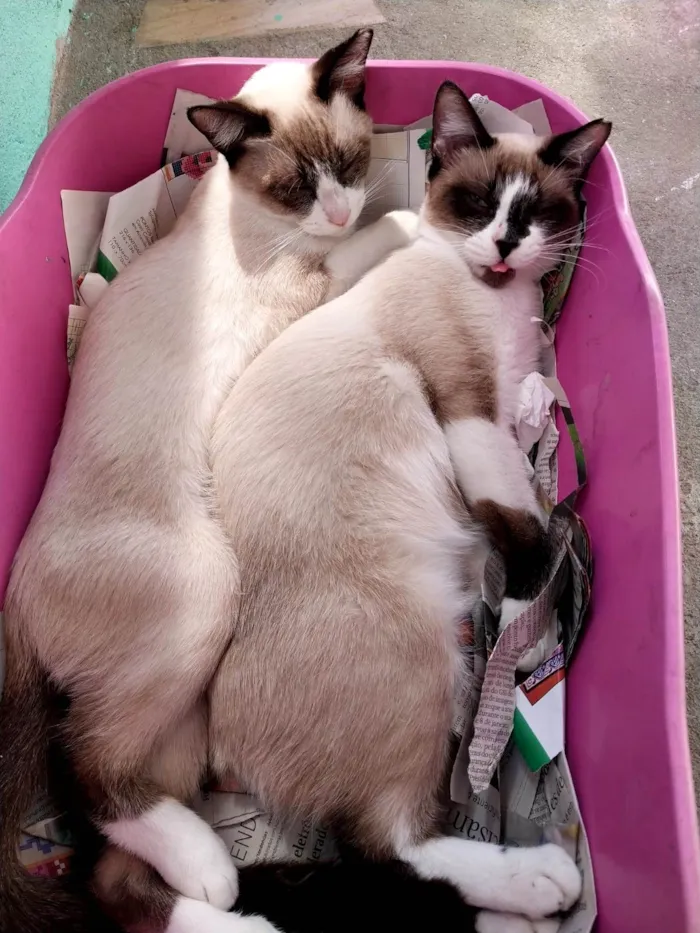 Gato raça SRD-ViraLata idade 7 a 11 meses nome  Miguel/Samuel