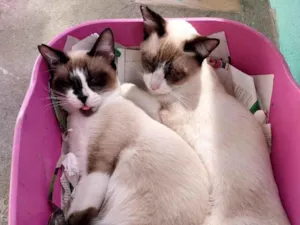 Gato raça SRD-ViraLata idade 7 a 11 meses nome  Miguel/Samuel