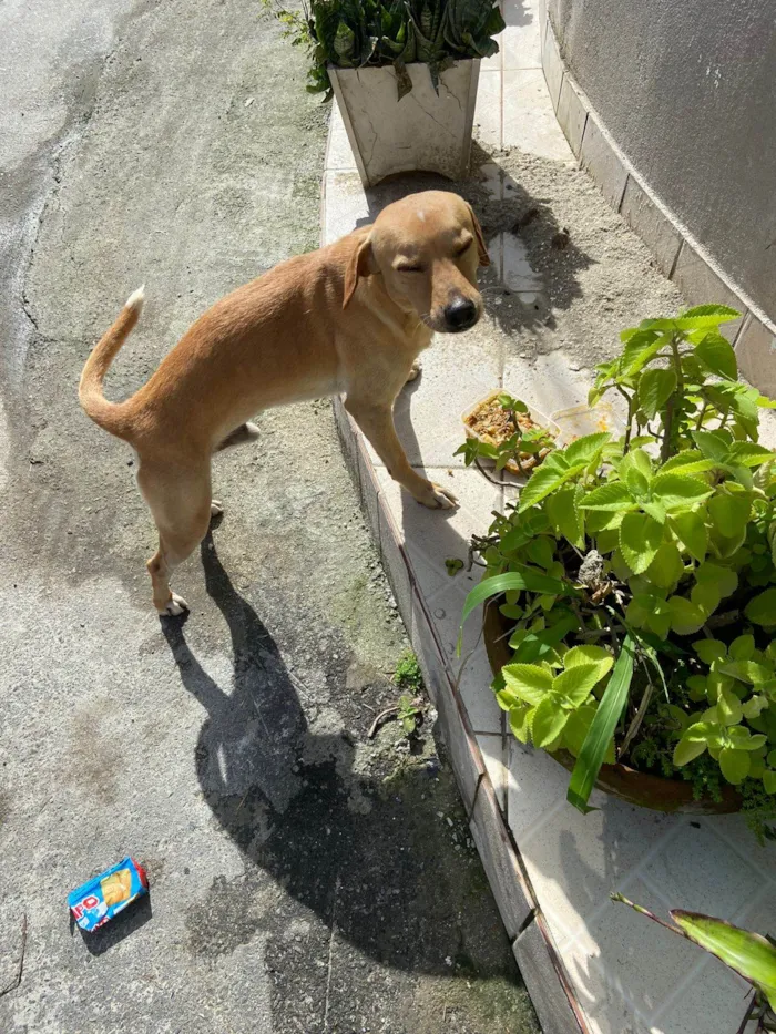 Cachorro ra a SRD-ViraLata idade 1 ano nome CARAMELO