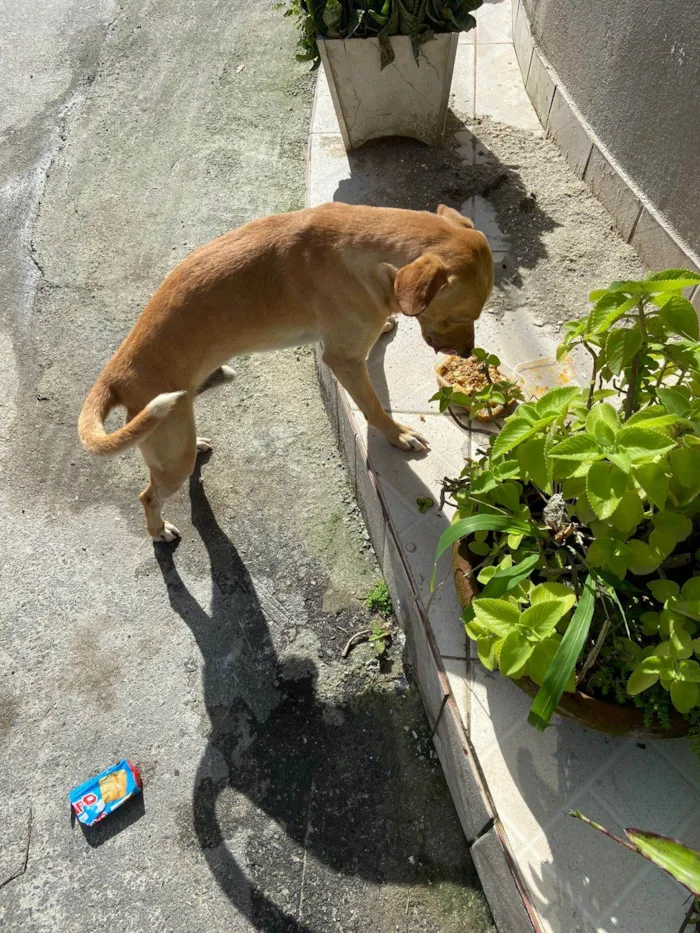 Cachorro ra a SRD-ViraLata idade 1 ano nome CARAMELO