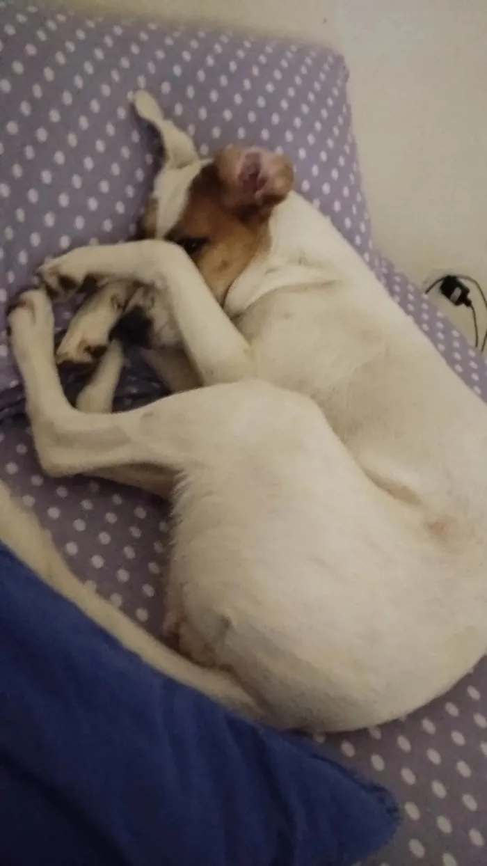 Cachorro ra a Srd idade 1 ano nome Jujuba 