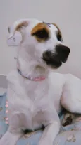 Jujuba