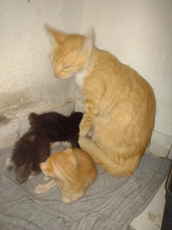 Gato raça Não sei idade Abaixo de 2 meses nome Não tem