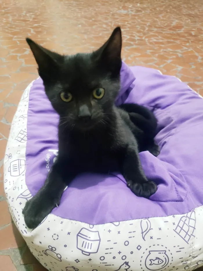 Gato raça SRD-ViraLata idade 2 a 6 meses nome Banguela