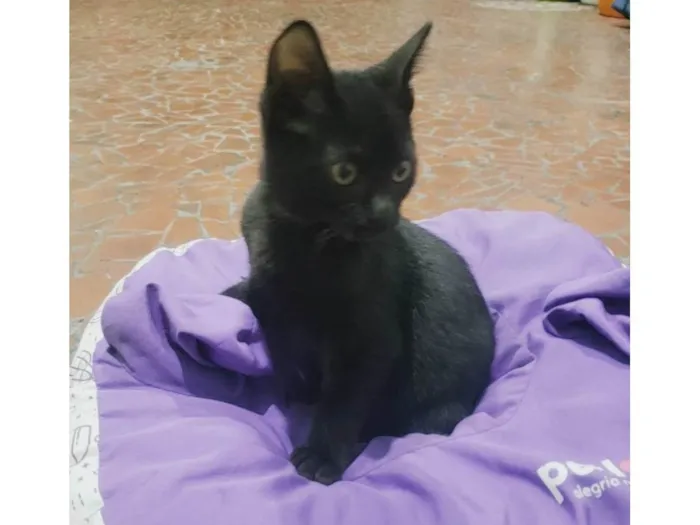 Gato raça SRD-ViraLata idade 2 a 6 meses nome Banguela