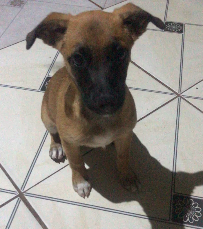 Cachorro ra a SRD-ViraLata idade 7 a 11 meses nome JADE