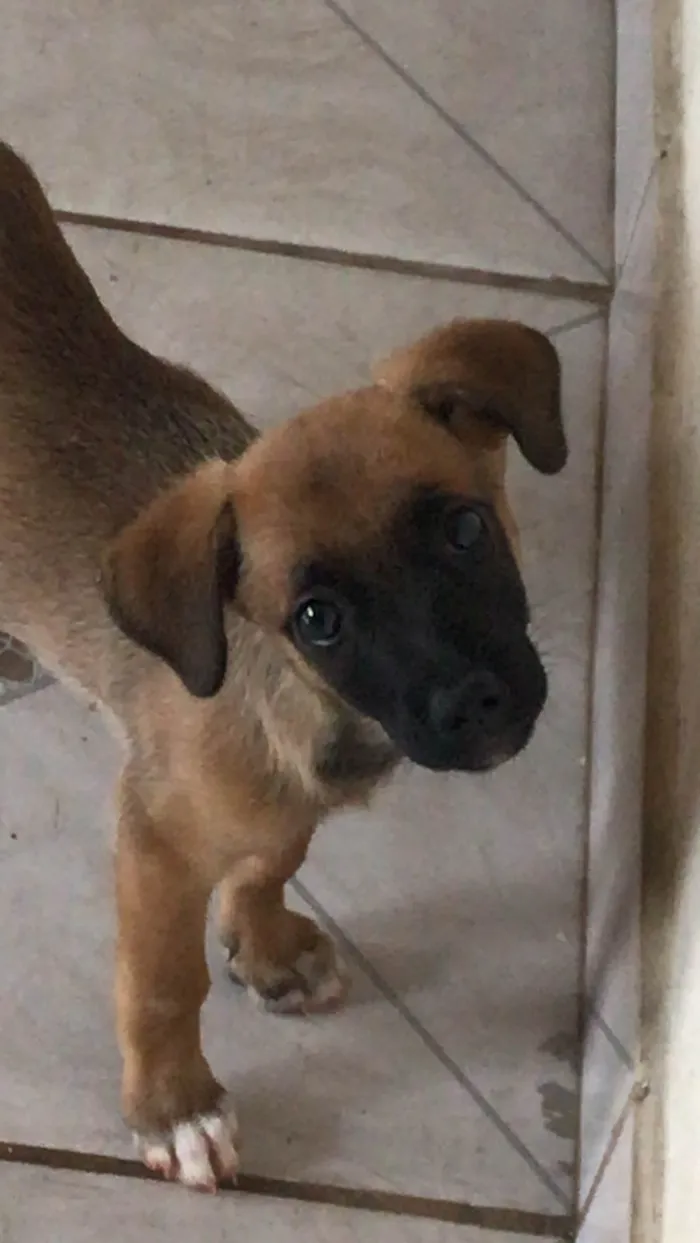 Cachorro ra a SRD-ViraLata idade 7 a 11 meses nome JADE