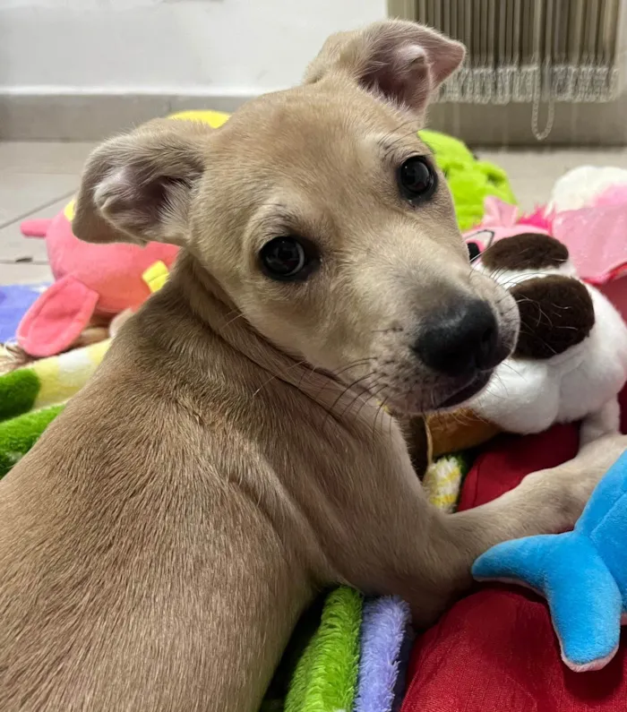 Cachorro raça SRD-ViraLata idade 2 a 6 meses nome Frida