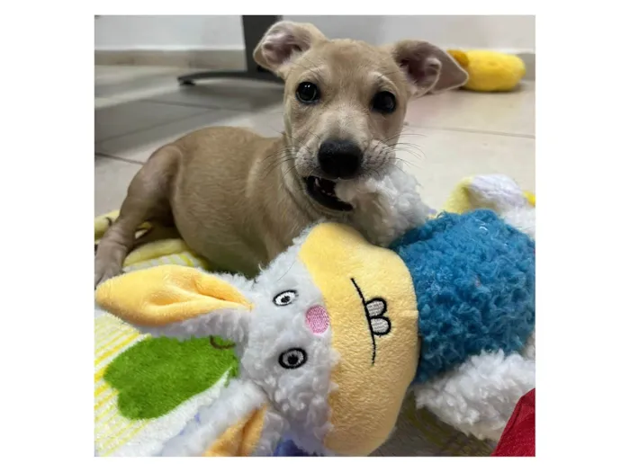 Cachorro raça SRD-ViraLata idade 2 a 6 meses nome Frida