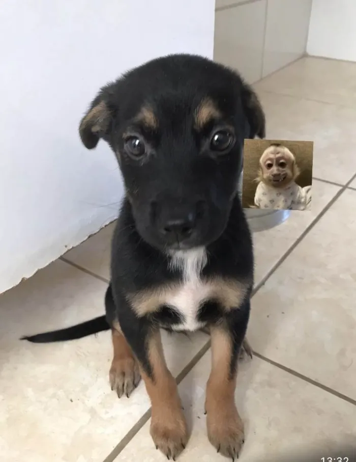 Cachorro raça SRD-ViraLata idade 2 a 6 meses nome Zezin