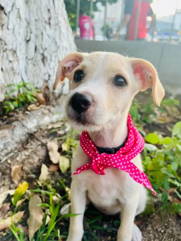 Cachorro ra a SRD-ViraLata idade 2 a 6 meses nome Gaya