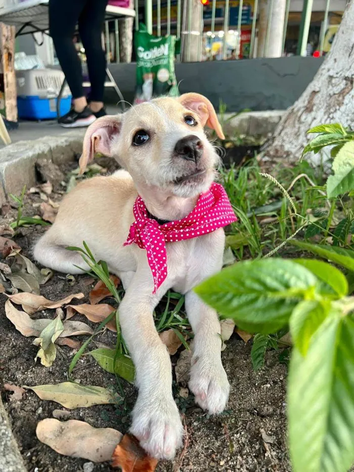 Cachorro ra a SRD-ViraLata idade 2 a 6 meses nome Gaya