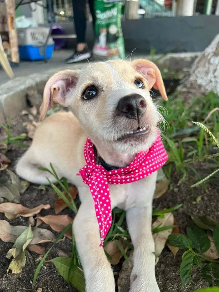 Cachorro ra a SRD-ViraLata idade 2 a 6 meses nome Gaya
