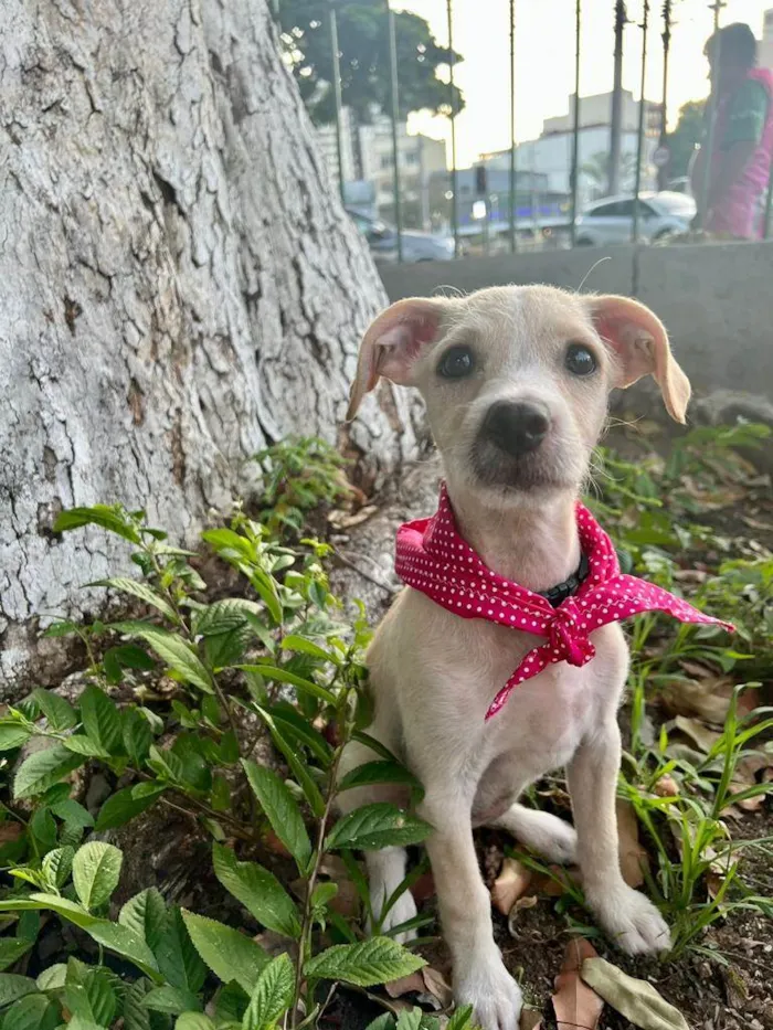 Cachorro ra a SRD-ViraLata idade 2 a 6 meses nome Gaya