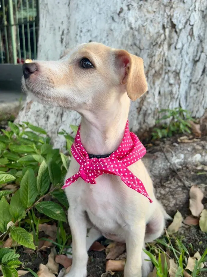 Cachorro ra a SRD-ViraLata idade 2 a 6 meses nome Gaya