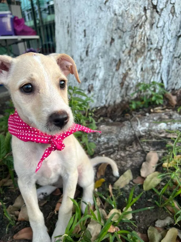 Cachorro ra a SRD-ViraLata idade 2 a 6 meses nome Gaya