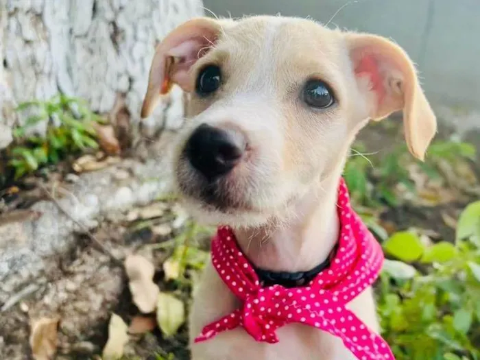 Cachorro ra a SRD-ViraLata idade 2 a 6 meses nome Gaya