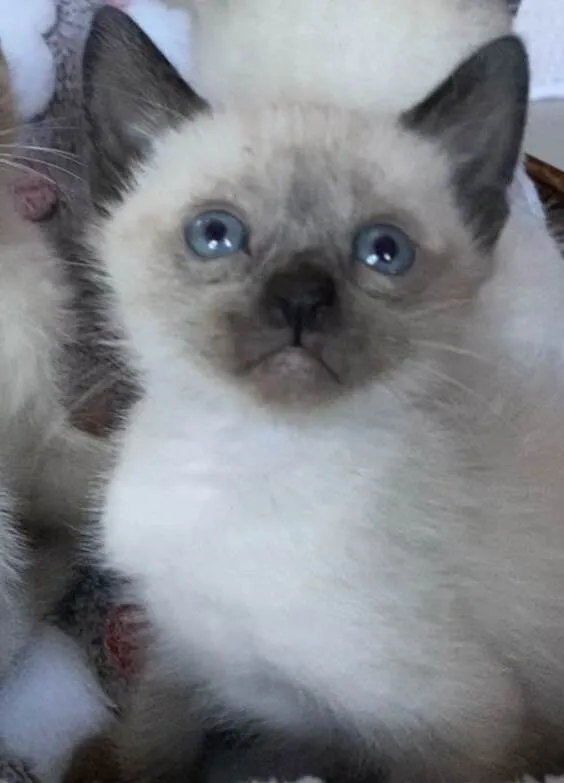 Gato ra a Srd idade 7 a 11 meses nome Mafalda e filhotes