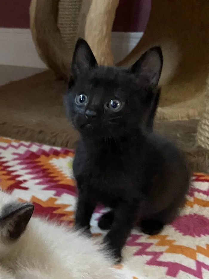 Gato ra a Srd idade 7 a 11 meses nome Mafalda e filhotes