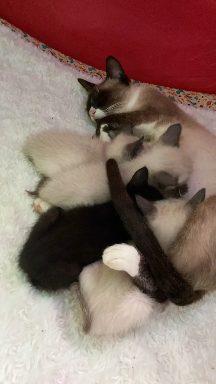 Gato ra a Srd idade 7 a 11 meses nome Mafalda e filhotes