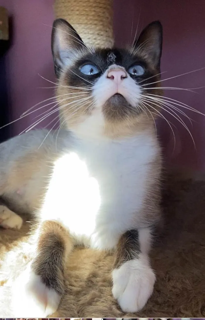 Gato ra a Srd idade 7 a 11 meses nome Mafalda e filhotes