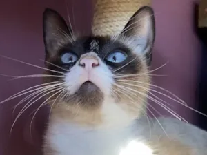 Gato raça Srd idade 7 a 11 meses nome Mafalda e filhotes